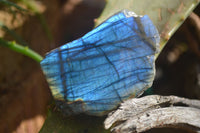 Polished One Side Polished Labradorite Slices  x 12 From Tulear, Madagascar - Toprock Gemstones and Minerals 