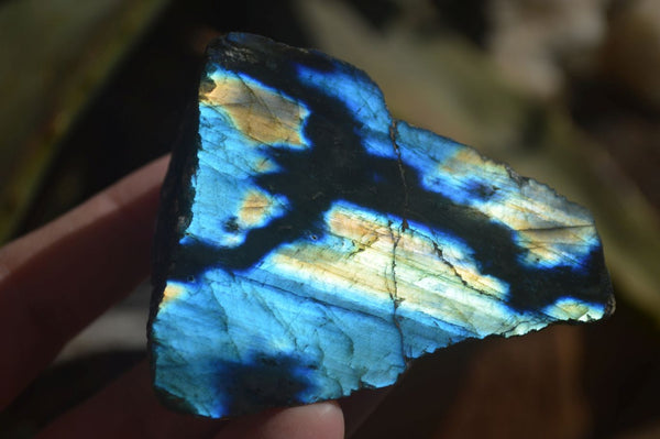 Polished One Side Polished Labradorite Slices  x 12 From Tulear, Madagascar - Toprock Gemstones and Minerals 