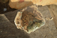 Polished Petrified Wood Branch Pieces x 2 From Gokwe, Zimbabwe