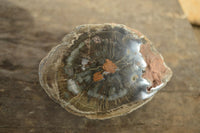 Polished Petrified Wood Branch Pieces x 2 From Gokwe, Zimbabwe