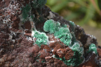 Natural Drusy Coated Ball Malachite On Dolomite Specimen  x 1 From Likasi, Congo