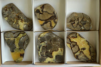 Polished Septarian (Calcite & Aragonite) Slices x 6 From Madagascar - TopRock