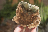 Polished Petrified Wood Branch Pieces x 2 From Gokwe, Zimbabwe