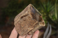 Polished Petrified Wood Branch Pieces x 2 From Gokwe, Zimbabwe