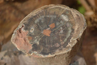 Polished Petrified Wood Branch Pieces x 2 From Gokwe, Zimbabwe