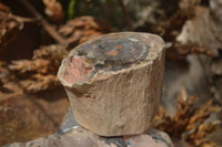 Polished Petrified Wood Branch Pieces x 2 From Gokwe, Zimbabwe