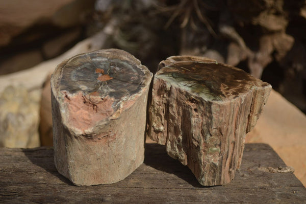 Polished Petrified Wood Branch Pieces x 2 From Gokwe, Zimbabwe