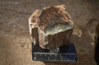 Polished Petrified Wood Branch Pieces x 2 From Gokwe, Zimbabwe