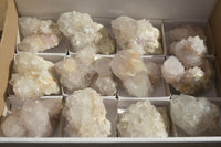 Natural Large White Cactus Flower Spirit Quartz Clusters x 12 From Boekenhouthoek, South Africa