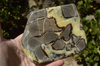 Polished Septarian (Calcite & Aragonite) Slices x 6 From Madagascar - TopRock