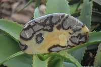 Polished Septerye Free Form Slices   x 6 From Madagascar - Toprock Gemstones and Minerals 