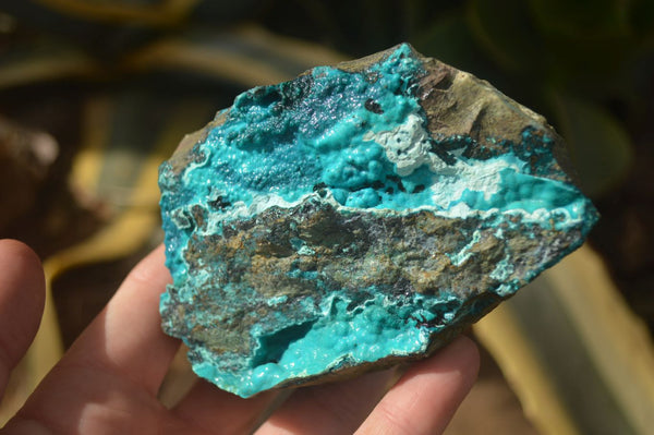 Natural Silica Chrysocolla On Dolomite Matrix Specimens x 3 From Congo