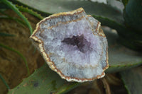 Natural Amethyst Crystal Specimens  x 3 From Zululand, South Africa - Toprock Gemstones and Minerals 