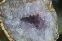 Natural Amethyst Crystal Specimens  x 3 From Zululand, South Africa - Toprock Gemstones and Minerals 