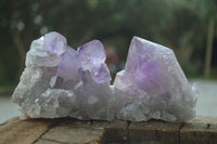 Natural Jacaranda Amethyst Clusters  x 3 From Zambia - Toprock Gemstones and Minerals 