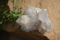 Natural Large White Cactus Flower Spirit Quartz Clusters x 12 From Boekenhouthoek, South Africa