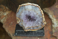 Natural Amethyst Crystal Specimens  x 3 From Zululand, South Africa - Toprock Gemstones and Minerals 