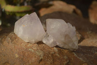 Natural White Cactus Flower Spirit Quartz Specimens x 12 From Boekenhouthoek, South Africa