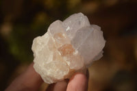 Natural White Cactus Flower Spirit Quartz Specimens x 12 From Boekenhouthoek, South Africa