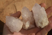 Natural White Cactus Flower Spirit Quartz Specimens x 12 From Boekenhouthoek, South Africa