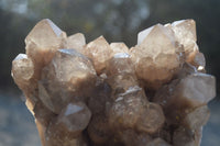 Natural White Phantom Smokey Quartz Cluster x 1 From Luena, Congo