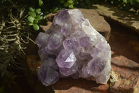 Natural Jacaranda Amethyst Cluster  x 1 From Zambia - Toprock Gemstones and Minerals 