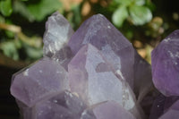 Natural Jacaranda Amethyst Cluster  x 1 From Zambia - Toprock Gemstones and Minerals 