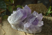 Natural Jacaranda Amethyst Cluster  x 1 From Zambia - Toprock Gemstones and Minerals 