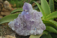 Natural Jacaranda Amethyst Cluster  x 1 From Zambia - Toprock Gemstones and Minerals 