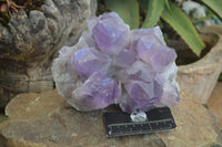 Natural Jacaranda Amethyst Cluster  x 1 From Zambia - Toprock Gemstones and Minerals 