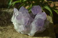 Natural Jacaranda Amethyst Cluster  x 1 From Zambia - Toprock Gemstones and Minerals 