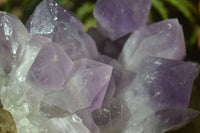 Natural Jacaranda Amethyst Cluster  x 1 From Zambia - Toprock Gemstones and Minerals 