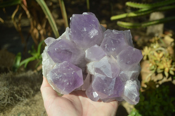 Natural Jacaranda Amethyst Cluster  x 1 From Zambia - Toprock Gemstones and Minerals 