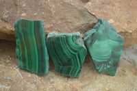 Polished Malachite Slices With Stunning Flower & Banding Patterns  x 12 From Congo - TopRock