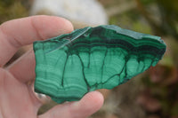 Polished Malachite Slices With Stunning Flower & Banding Patterns  x 12 From Congo - TopRock