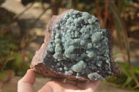 Natural Drusy Coated Ball Malachite On Dolomite Specimen x 1 From Likasi, Congo