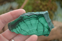 Polished Malachite Slices With Stunning Flower & Banding Patterns  x 12 From Congo - TopRock