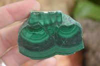 Polished Malachite Slices With Stunning Flower & Banding Patterns  x 12 From Congo - TopRock