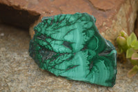 Polished Malachite Slices With Stunning Flower & Banding Patterns  x 12 From Congo - TopRock