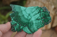 Polished Malachite Slices With Stunning Flower & Banding Patterns  x 12 From Congo - TopRock