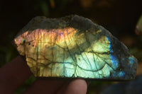 Polished One Sided A Grade Labradorite Flashy Specimens - Sold per 1 Kg (18-25 per pack) - From Tulear, Madagascar - Toprock Gemstones and Minerals 