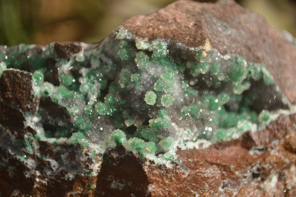 Natural Drusy Coated Ball Malachite On Dolomite Specimen  x 1 From Congo