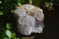 Natural Spirit Amethyst Quartz Clusters  x 4 From Boekenhouthoek, South Africa - Toprock Gemstones and Minerals 