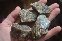 Natural Rough Labradorite Cobbed Specimens  x 35 From Tulear, Madagascar - Toprock Gemstones and Minerals 