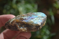 Natural Rough Labradorite Cobbed Specimens  x 35 From Tulear, Madagascar - Toprock Gemstones and Minerals 