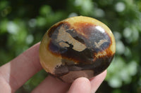 Polished Septerye (Aragonite & Calcite) Palm Stones  x 12 From Madagascar - Toprock Gemstones and Minerals 