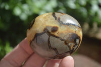 Polished Septerye (Aragonite & Calcite) Palm Stones  x 12 From Madagascar - Toprock Gemstones and Minerals 