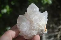 Natural White Spirit Cactus Quartz Specimens  x 6 From Boekenhouthoek, South Africa - Toprock Gemstones and Minerals 