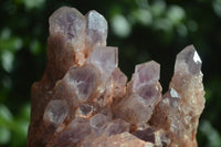 Natural Sugar Amethyst Clusters  x 4 From Zambia - Toprock Gemstones and Minerals 