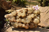 Natural XXL Stunning White Phantom Smokey Quartz Cluster  x 1 From Luena, Congo - TopRock